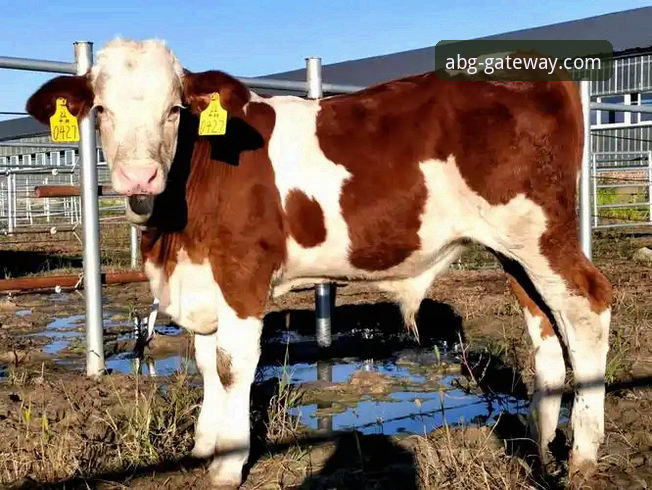 欧博ABG合规平台功能详解：你不知道的三大核心优势与未来趋势